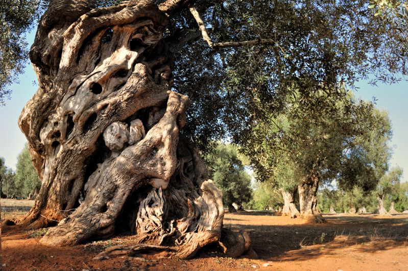 Ulivi e Querce nel Salento